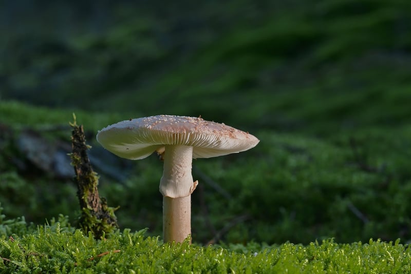 Enchanted Forest Image