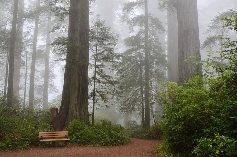 Redwood National and State Parks, USA
